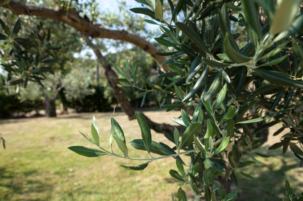 Agriturismo La Molara Sessa Aurunca Ngoại thất bức ảnh